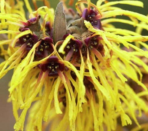 Witch Hazel