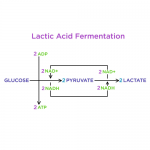 lactic acid fermentation