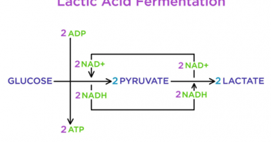 lactic acid fermentation