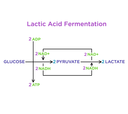 lactic acid fermentation