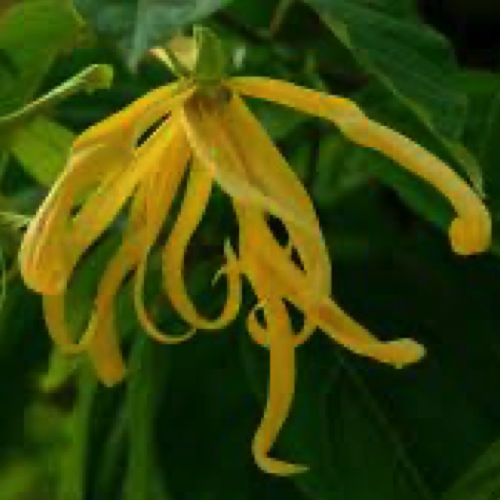 Jual Cananga Oil