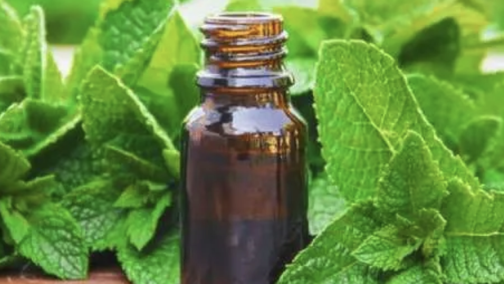 Jual Peppermint Oil