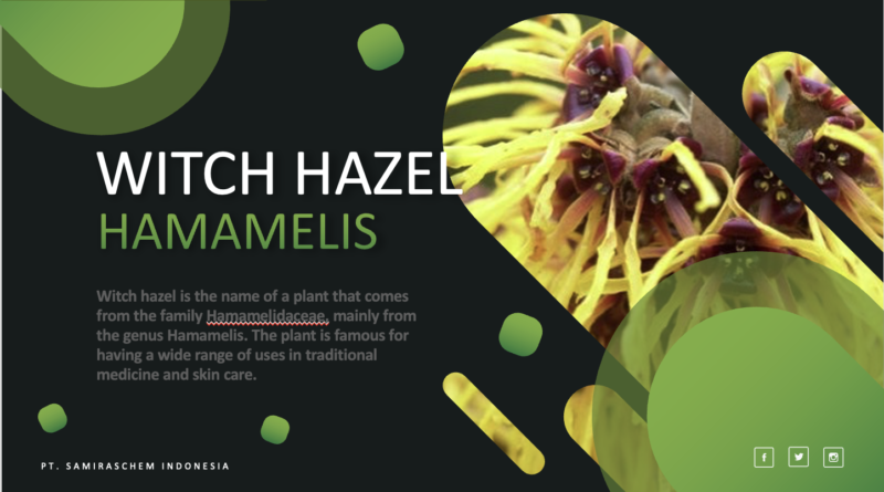 Jual Witch Hazel
