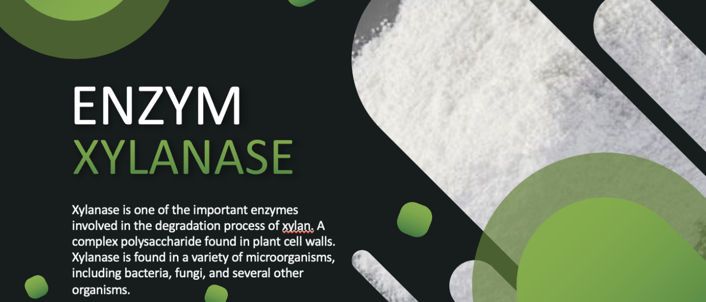 Jual Xylanase