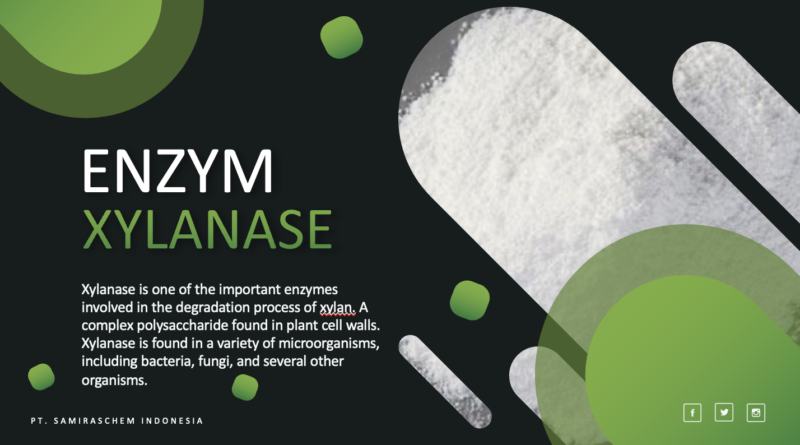 Jual Xylanase