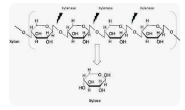 Jual Xylanase